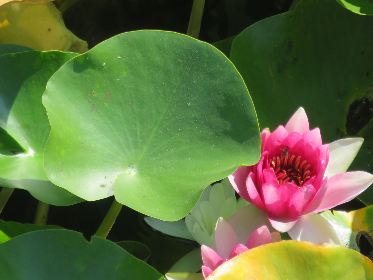 imagini hotel jiva beach fethiye